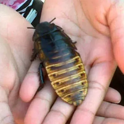 Petaholics Pet Parties 7