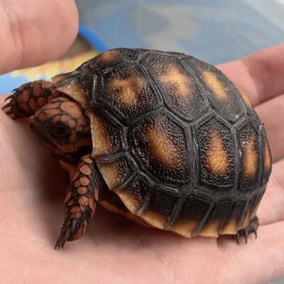 Petaholics Tortoises 4