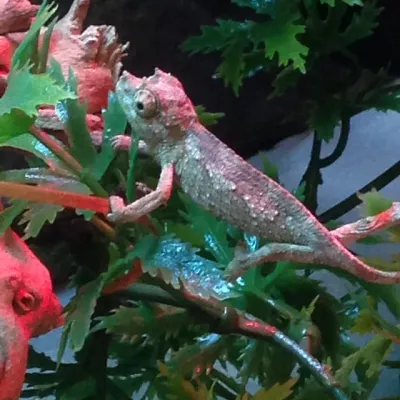 Petaholics Lizards 13