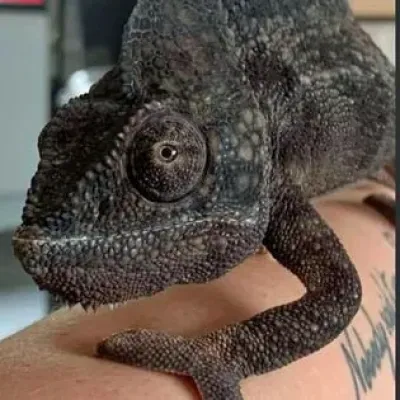 Petaholics Lizards 3