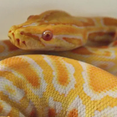 Petaholics Snakes 10