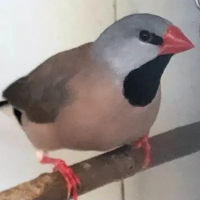 Petaholics Birds Parrots 16