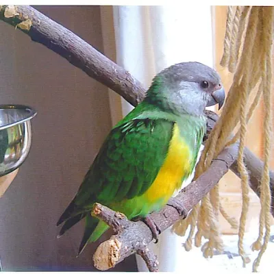 Petaholics Birds Parrots 1