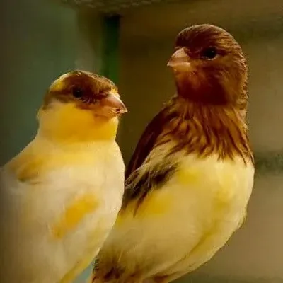 Petaholics Birds Parrots 5