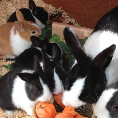 Petaholics Rabbits Guinea Pigs 9