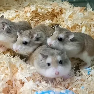 Petaholics Small Rodents 1