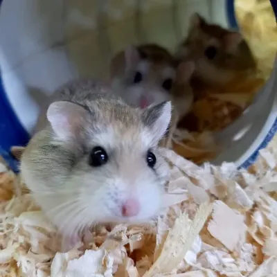 Petaholics Small Rodents 3