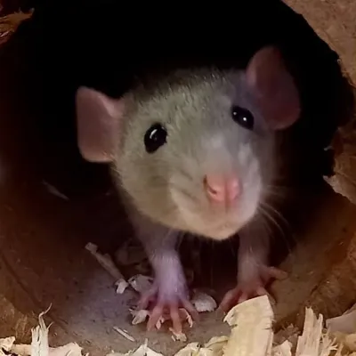 Petaholics Small Rodents 4