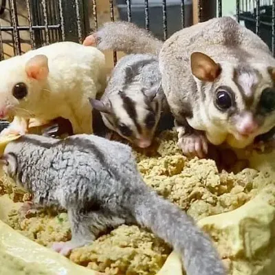 Petaholics Exotic Mammals 10