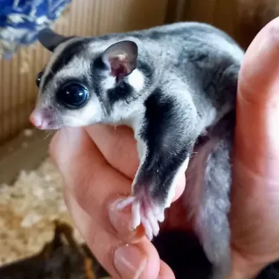 Petaholics Exotic Mammals 14