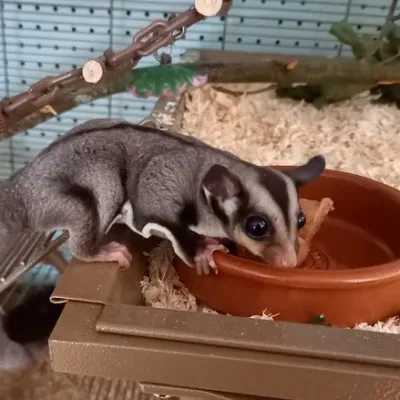 Petaholics Exotic Mammals 4