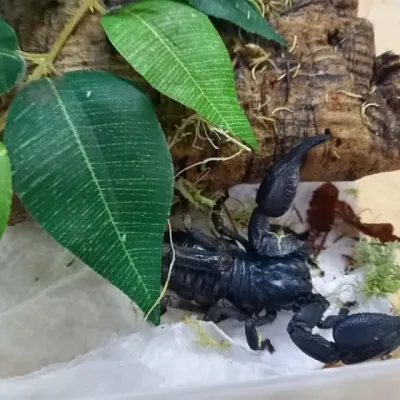 Petaholics Insect 11